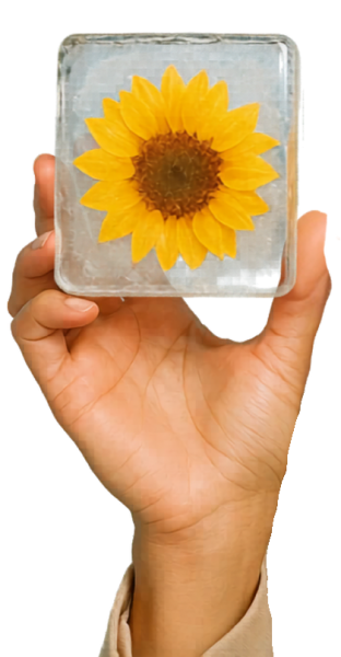 Hand holding ice block with sunflower